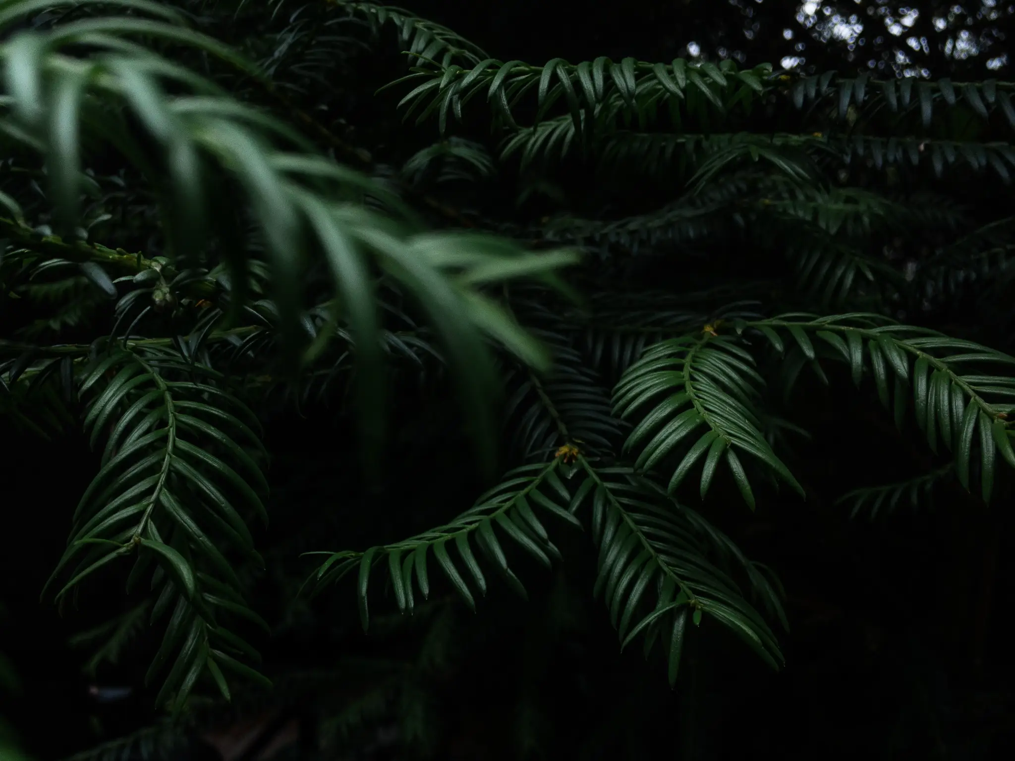 Federico pedroletti dark botanicals photography edinburgh scotland switzerland 05