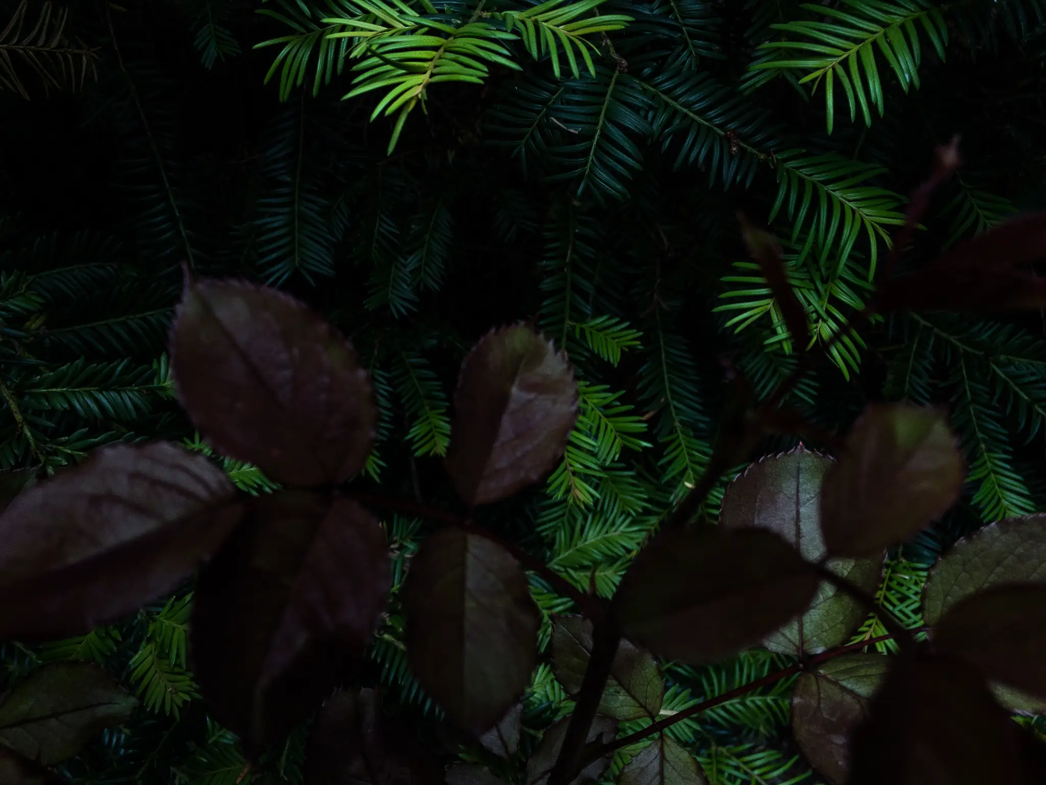 Federico pedroletti dark botanicals photography edinburgh scotland switzerland 06