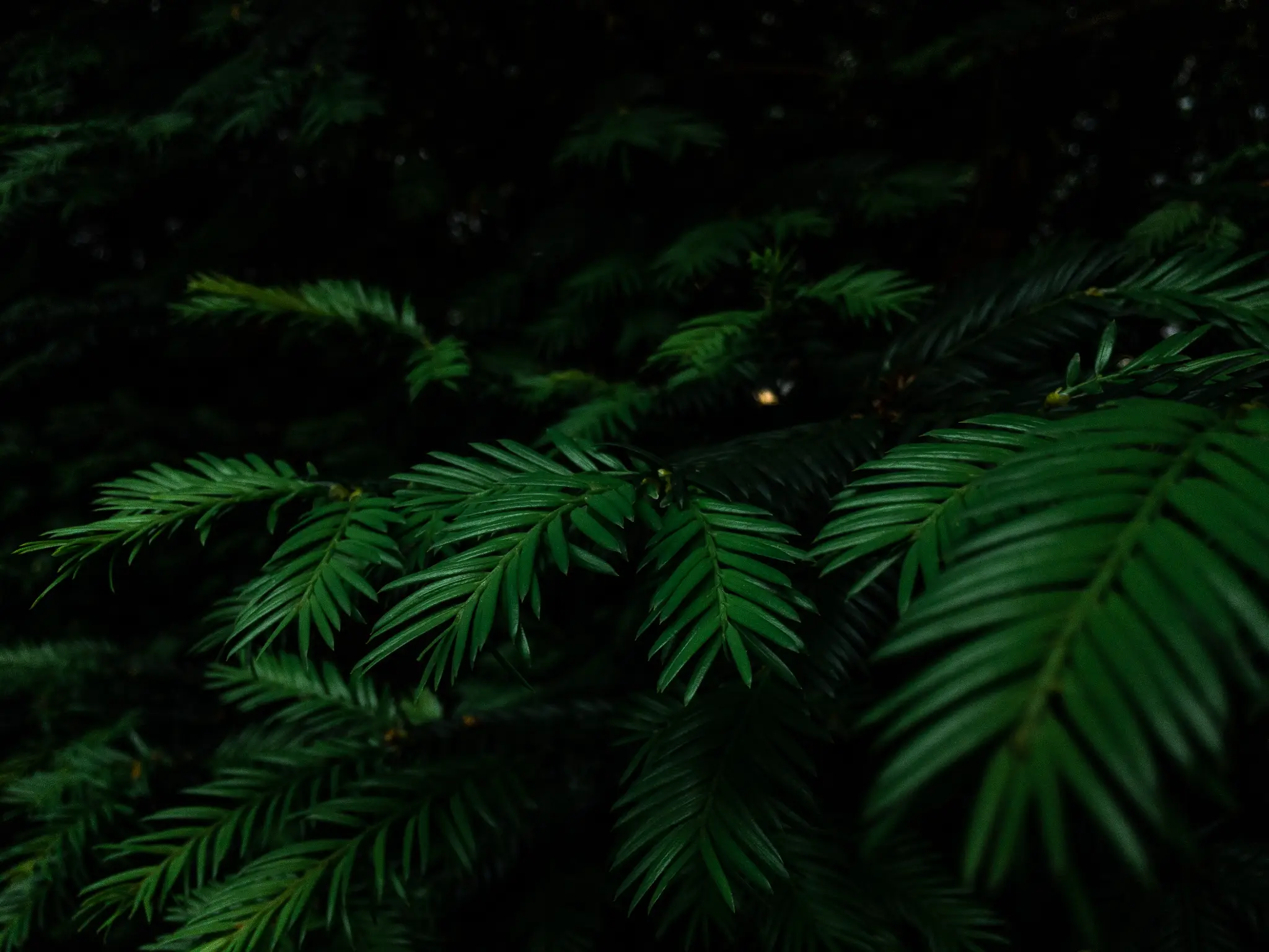 Federico pedroletti dark botanicals photography edinburgh scotland switzerland 07